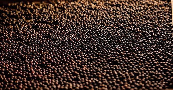 Barbaresco: the hidden gem of italian wine culture